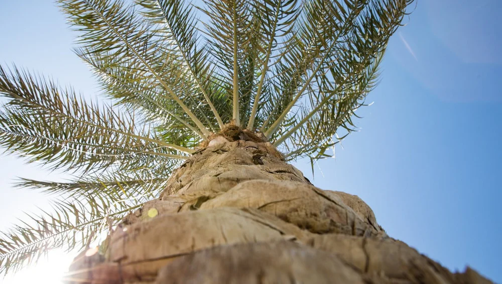 Cantabria Mayor Criticizes Regional Government Over Inaction on Picudo Rojo Infestation