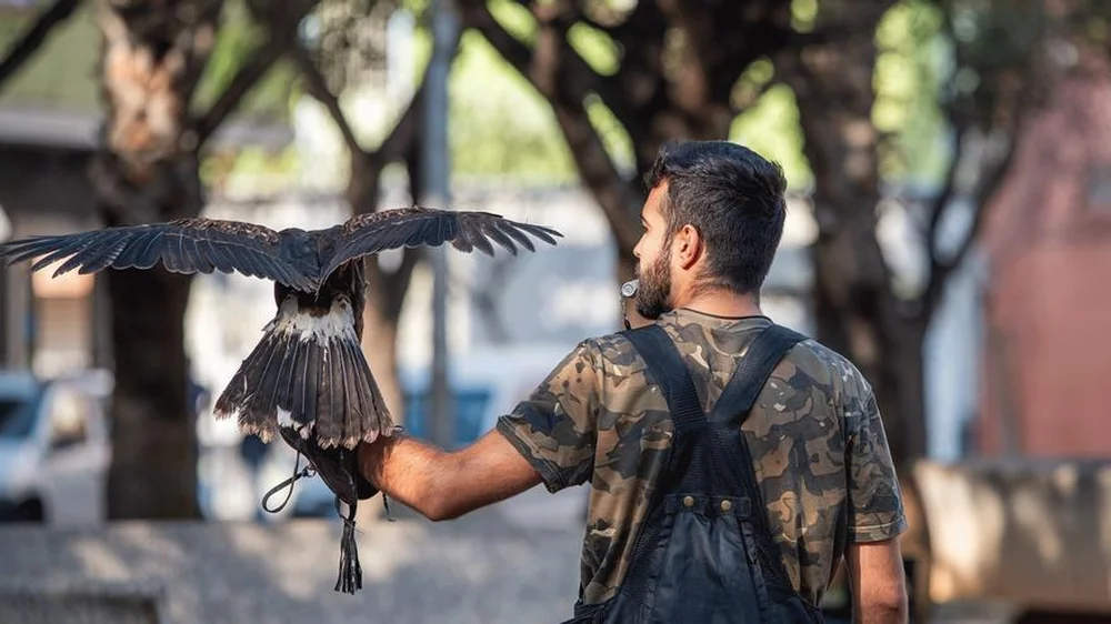 Efforts to Control Pigeon Overpopulation in Castellón Through Falcon Flights