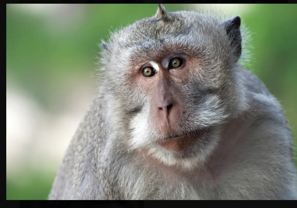 Monkeys Escape from Disease Research Center in Spain