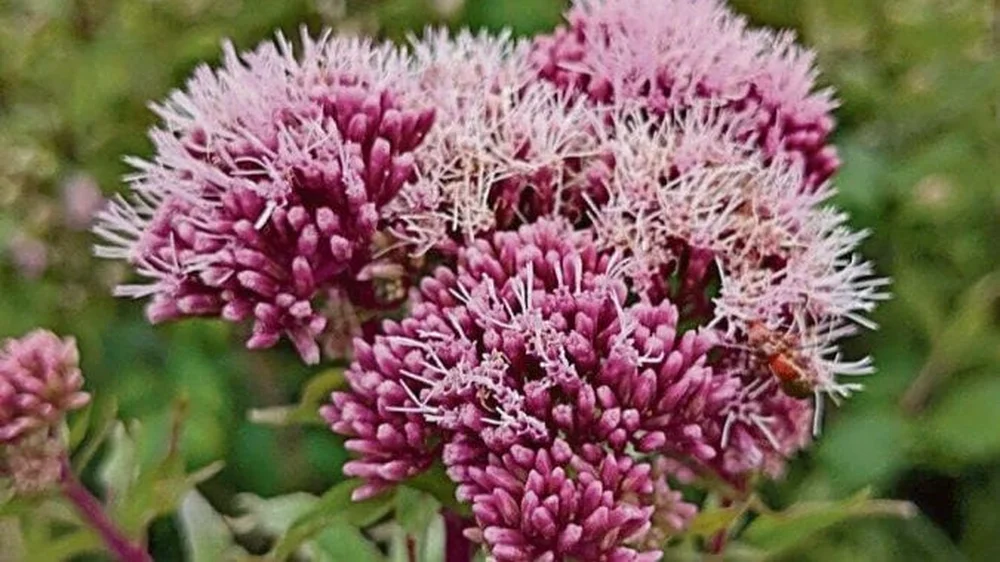 Discovering the Herba de Santa Cunegunda: A Traditional Galician Plant