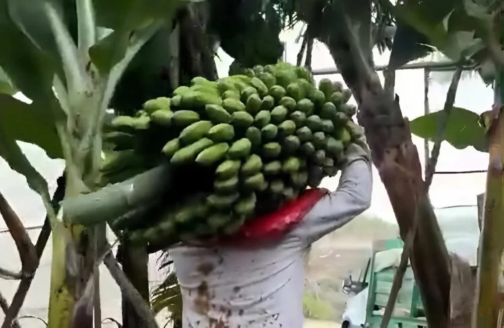 Crisis in the Canary Islands Banana Sector: Farmers Protest Against Asprocan's Management