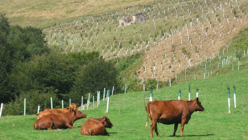 New Decree Approved to Mitigate Damage from Epizootic Hemorrhagic Disease in Spain