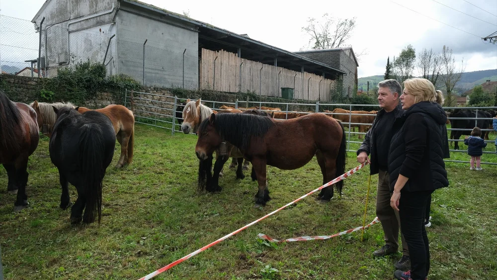 Success of the II Livestock Fair of the Pisueña Valley Attracts Over 1,000 Heads of Cattle