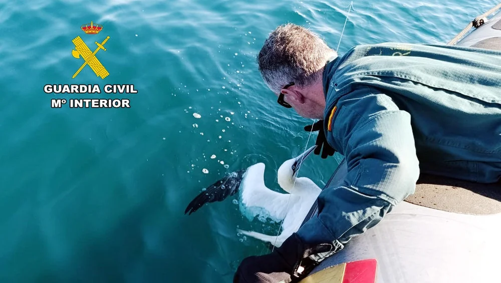 Alcatraz Rescued from Fishing Net in Cantabria, Spain