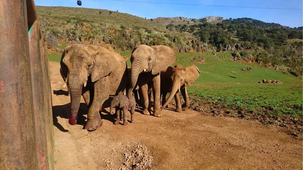 New Elephant Observatory to Open at Cabárceno Nature Park