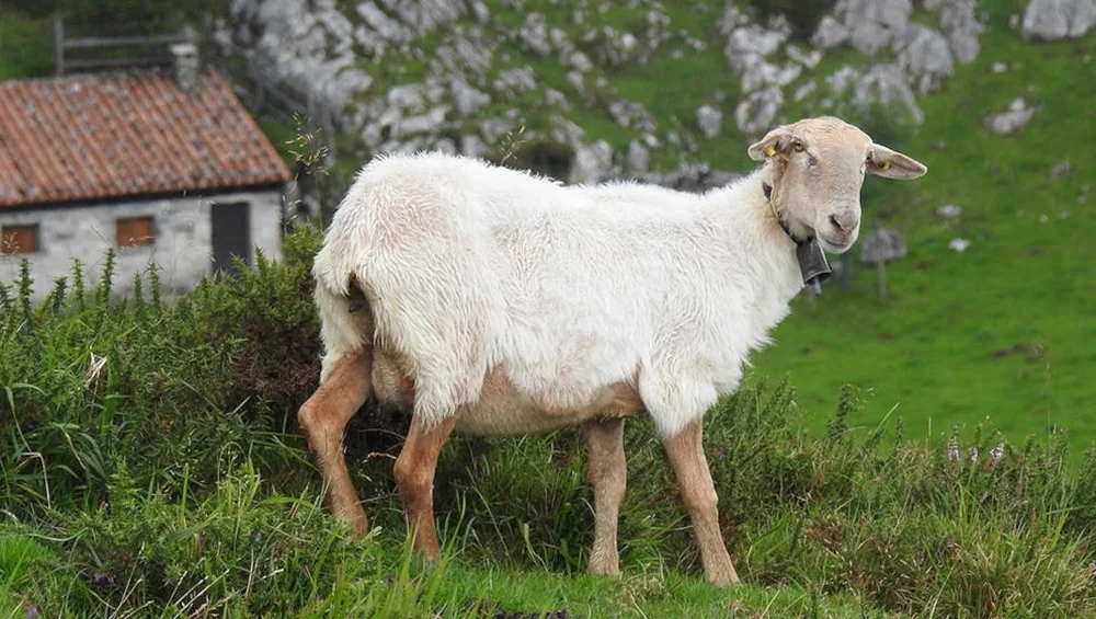 The Return of the Regional Sheep and Goat Competition in Picos de Europa