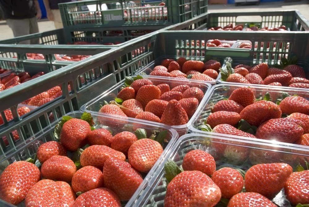 The Health Benefits of Strawberries: A Boon for Expats in Spain