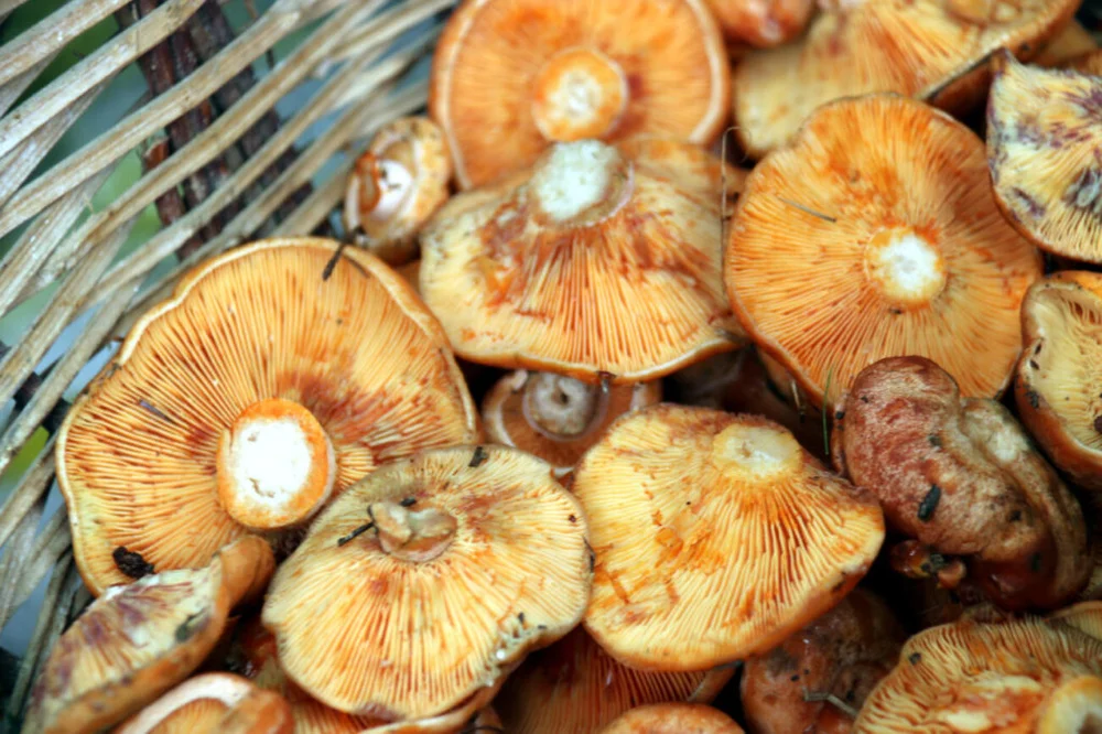 Mushroom Season Sparks Conflict Between Forest Owners and Foragers in Spain