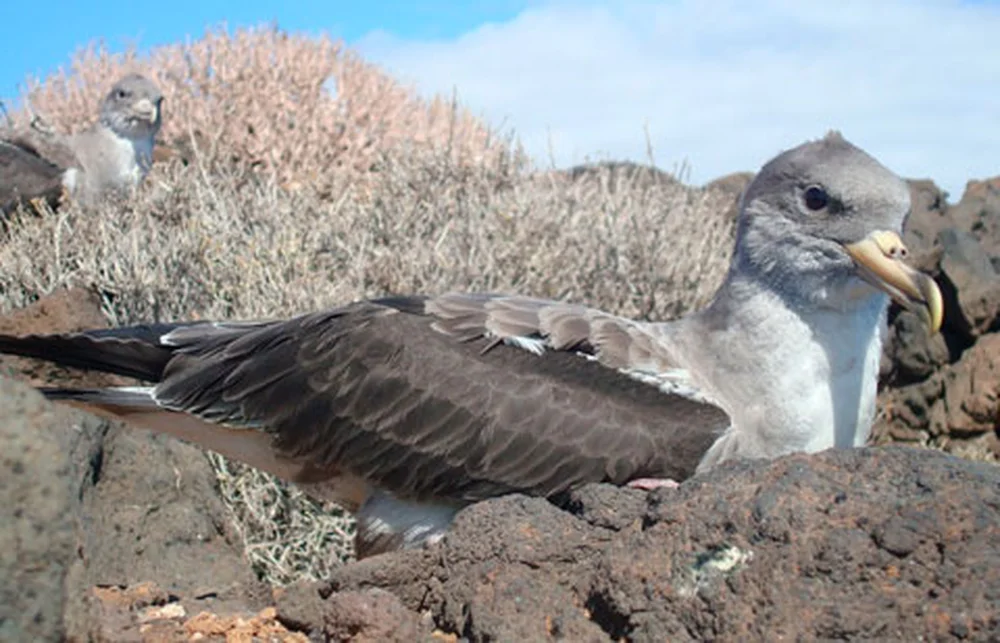 Cabildo Launches Campaign to Reduce Light Pollution in Coastal Areas of La Gomera