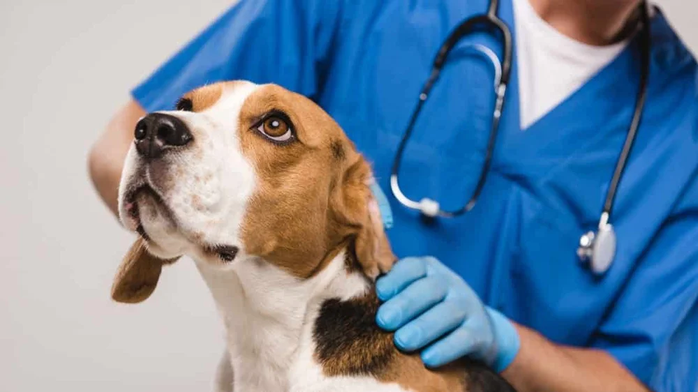 Veterinarians Denounce Spanish Law for Endangering Animals