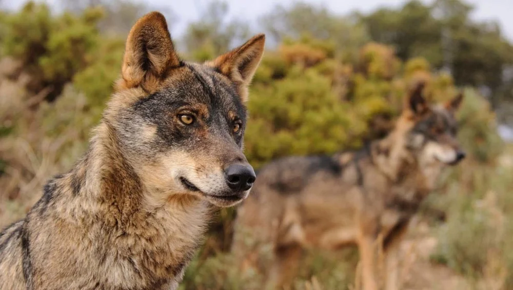 "En lugar de seguir reclamando permisos para matar lobos, Cantabria debe trabajar de forma decidida en la reducción de daños a través de las correspondientes medidas"