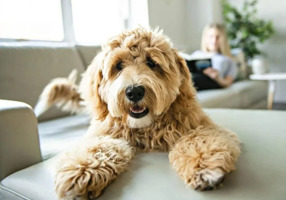 How to Prevent Your Dog from Biting or Destroying Furniture: Essential Tips for Expats in Spain