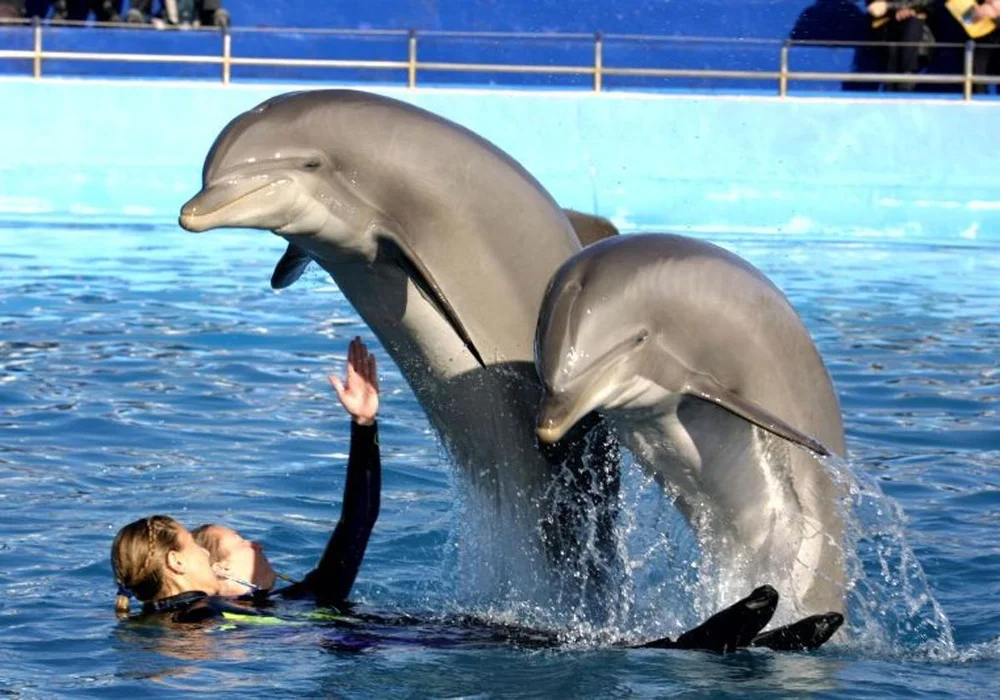 Madrid Zoo Bids Farewell to Beloved Dolphins