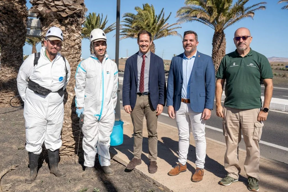 Transición y Cabildo censan 75.000 palmeras y tratan a más de 2.000 para combatir la plaga de Diocalandra en Lanzarote