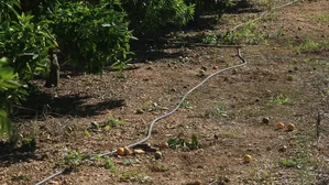 Drought Alert Persists in Castellón Province, Affecting Over 20,000 People