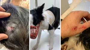 Man and Dog Injured in Dog Attack in Castellón