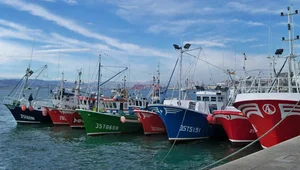 Cantabria Maintains Annual Ban on Catching Cuttlefish and Cachón