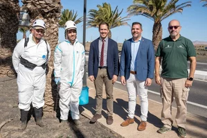 Tenerife and Lanzarote Join Forces to Combat Palm Tree Plague