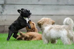 Veterinarians in Spain Protest New Regulations on Animal Medications