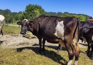 Five Emaciated Cows Rescued in Cantabria, Spain, and Fed by Local Community