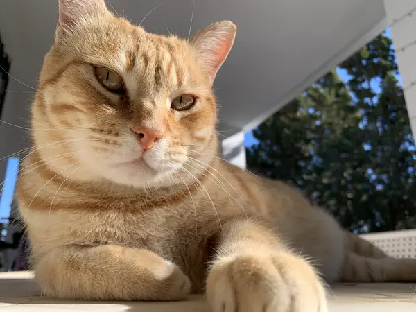 Harry patroling the garden